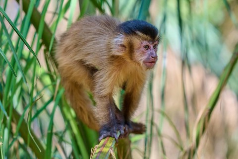 Monkey climbs with interest over palm branches in an adventurous environment, Capuchin monkey