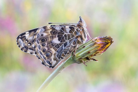 Der Distelfalter (Vanessa cardui) mit Raureif und Tau am Morgen