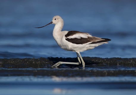 American Avocet (Recurvirostra americana) female, California, USA