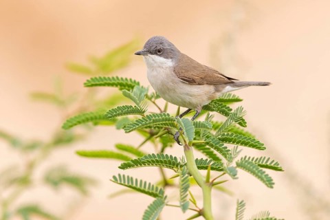 Warbler (Sylvia curruca), perching warbler, animals, birds, warbler family, Israel