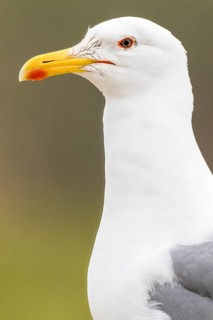 Caspian Gull (Larus cachinnans), Romania