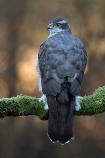 Havik op berijpte tak, northern goshawk with frost