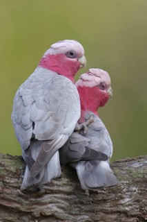Galah (Eolophus roseicapilla) mating, Victoria, Australia