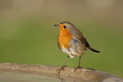 European robin (Erithacus rubecula) adult garden bird on a bird bath, Suffolk, England, United
