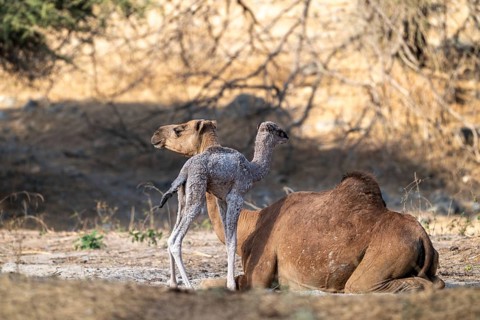 Dromedary (Camelus dromedarius), camel, young animal with mother, Oman
