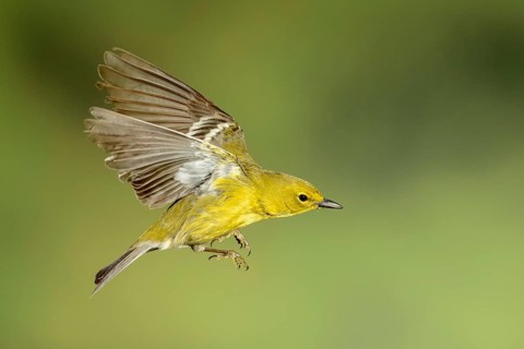 Pine Warbler (Setophaga pinus) male flying, Texas, USA