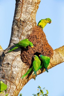 Peach-fronted conure (Aratinga aurea) Pantanal Brazil