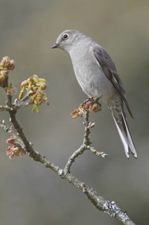 Townsend's Solitaire (Myadestes townsendi), British Columbia, Canada