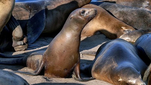 USA, California, San Francisco, Sea lions at the pier, (Otariinae), San Francisco, California, USA