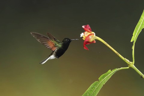 Black-bellied Hummingbird (Eupherusa nigriventris) male flying while feeding at a flower, Bosque de