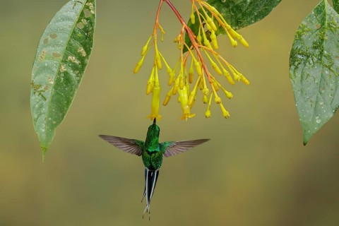 Green-and-Gold Tanager (Tangara schrankii) flying while feeding at a flower in the South of Ecuador