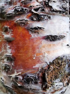 Bark of a Chinese birch, also known as copper birch (Betula albosinensis), birch bark, Húsafell,