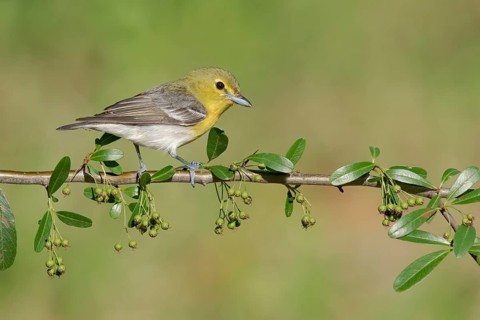 Yellow-throated Vireo (Vireo flavifrons) perched on a branch, Texas, USA