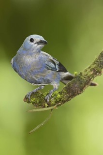 Palm Tanager (Thraupis palmarum), Costa Rica