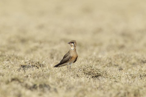 Oriental Pratincole (Glareola maldivarum), Pak Thale, Thailand