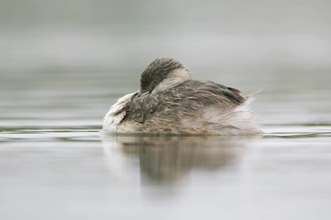 Hoary-headed Grebe (Poliocephalus poliocephalus), Victoria, Australia