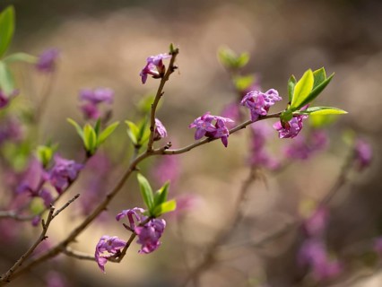Daphne mezereum, flowering, flowers, leaves and shoots, shallow depth of field, Thuringia, Germany