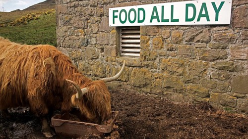 Europe, Scotland, Great Britain, England, countryside, Highland Cattle, Scottish Highland Cattle