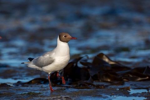 Black-headed Gull (Chroicocephalus ridibundus), Seahouses, United Kingdom