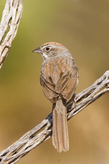 Rufous-crowned Sparrow Aimophila ruficeps Guadalupe Mountain National Park, Texas, USA 10 May Adult