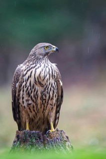 Northern Goshawk (Accipiter gentilis) juvenile in the rain, Netherlands