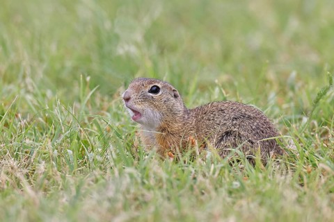 European ground squirrel (Spermophilus citellus) in a meadow, Burgenland Austria