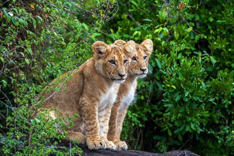 Two young lions (Panthera leo) juvenile, animal children, Kenya, Masai Mara, Masai Mara, Kenya