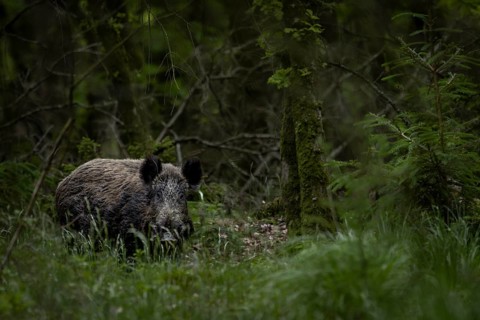 It is rare to be lucky enough to photograph a wild boar (Sus scrofa) in the forest, late spring,