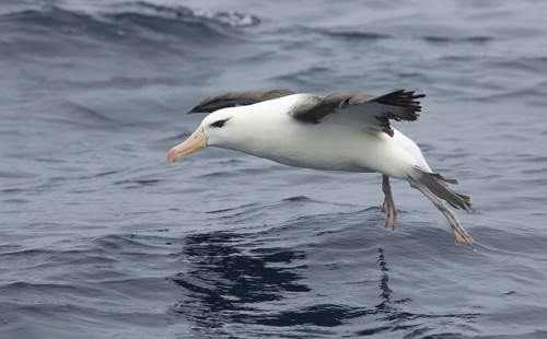 Black-browed Albatross (Thalassarche melanophris) flying, Victoria, Australia