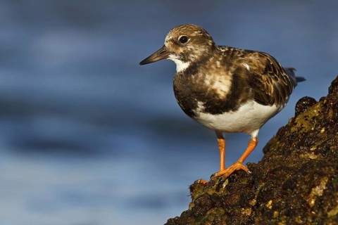 Ruddy Turnstone (Arenaria interpres), Asturias, Spain