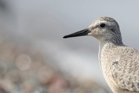 Red Knot (Calidris canutus), Mecklenburg-Western Pomerania, Germany