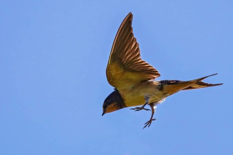 Barn Swallow (Hirundo rustica) juvenile flying, Baden-Wuerttemberg, Germany