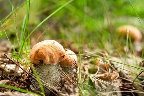 Vibrant image showcasing Orange Birch Bolete (Leccinum versipelle) mushrooms growing in their