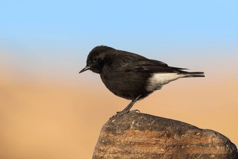 Mourning Wheatear (Oenanthe lugens warriae) perched on a stone, Eilat, Israel
