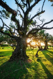 Centuries-old til trees in fantastic magical idyllic Fanal Laurisilva forest on sunset. Madeira