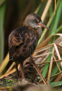 Water Rail (Rallus aquaticus) juvenile, Saxony, Germany