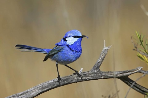 Splendid Fairywren (Malurus splendens) male, Victoria, Australia