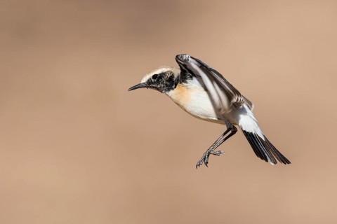 Desert Wheatear (Oenanthe deserti homochroa) male flying, Eilat, Israel