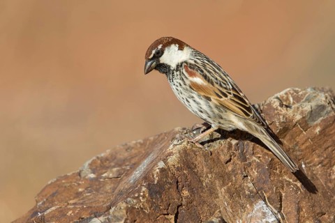 Spanish Sparrow (Passer hispaniolensis) male perched on a rock, Fuerteventura, Spain