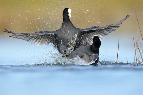 Two common coots fiercely engage in a territorial fight, splashing water as they clash in the