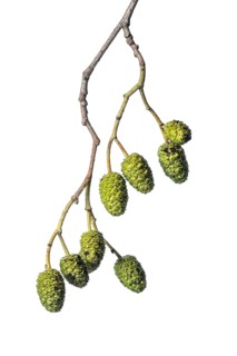 Alder (Alnus), tree, clipping, Vechta, Lower Saxony, Germany