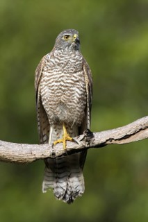 Variable Goshawk (Accipiter hiogaster), Christmas Island, Australia