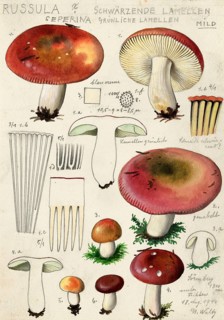 Mushroom, fungi, hard cinnabar russula, Russula rosea, syn. Russula lepida, authentic reproduction