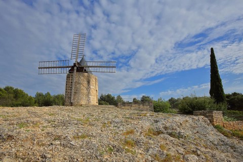Moulin de Daudet historic windmill built in 4th century, cypress, Fontvieille, Alpilles, Alpilles,