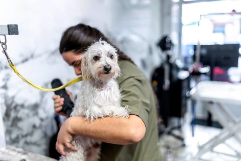 Professional groomer providing careful dog grooming services, drying a cute white small breed dog's