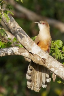 Great Lizard Cuckoo (Coccyzus merlini) perched on a branch in Cuba