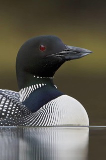 Great Northern Loon (Gavia immer), British Columbia, Canada
