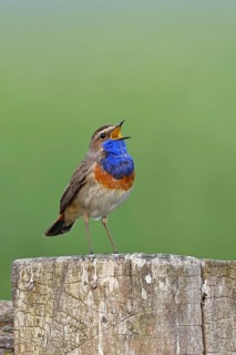 Bluethroat (Luscinia svecica cyanecula), male, singing on a pasture fence post, wildlife, Lembruch,
