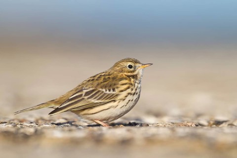 Meadow Pipit - Wiesenpieper - Anthus pratensis ssp. pratensis, Germany