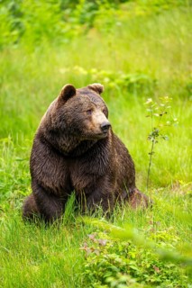 Eurasian brown bear (Ursus arctos arctos) standing between bushes, Bavarian Forest, Bavaria,